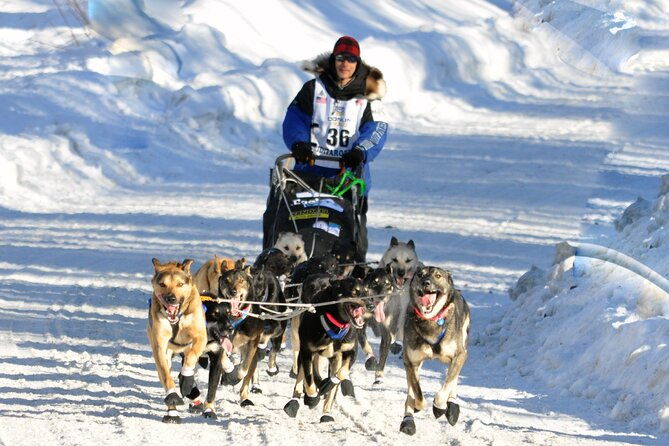 dog-sledding-with-alaskan-huskies