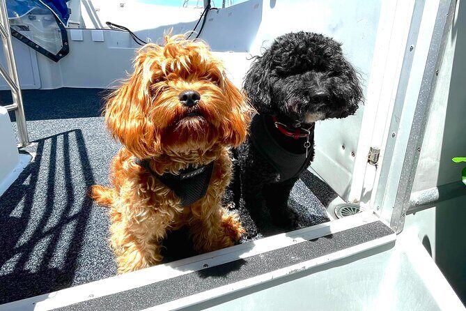 Dogs on Deck Harbour Cruise - Dogs on Deck Harbour Cruise Review: A Unique Sydney Harbour Experience for Pet Lovers