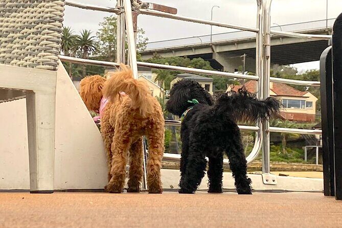 Dogs on Deck Harbour Cruise - The Sum Up: Is It Worth It?