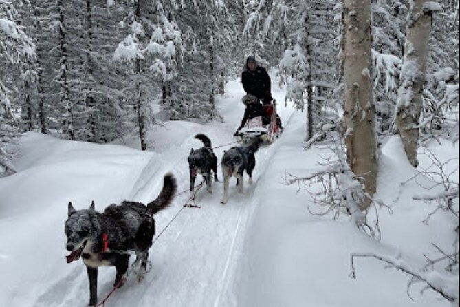 dogsled-rides