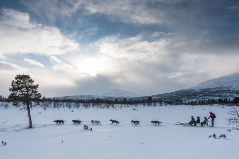 dogsledding-in-kiruna-transfer-from-abisko-fika-included