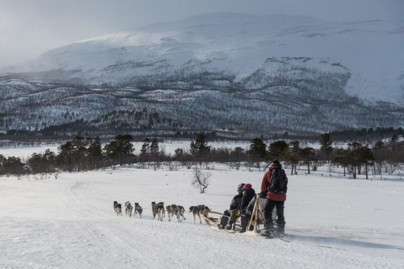 dogsledding-in-kiruna-transfer-from-abisko-fika-included