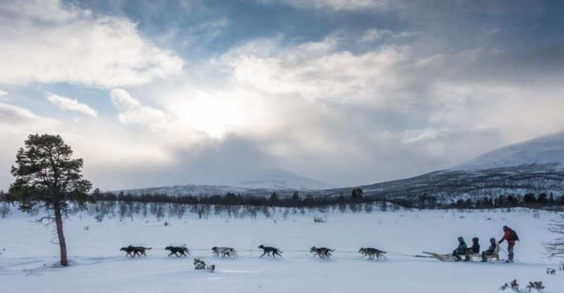 dogsledding-in-kiruna-transfer-from-abisko-fika-included