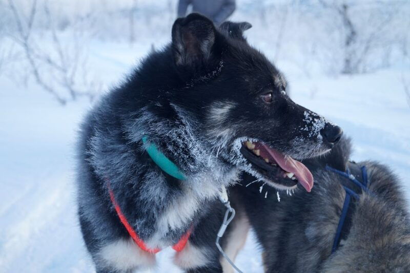 dogsledding-in-kiruna-transfer-from-abisko-fika-included