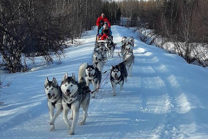 dogsledding-near-akureyri