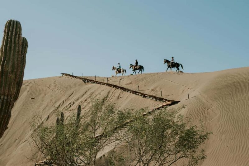 Doha: Arabian Horse Riding in the Desert or by the Sea - Key Points  
