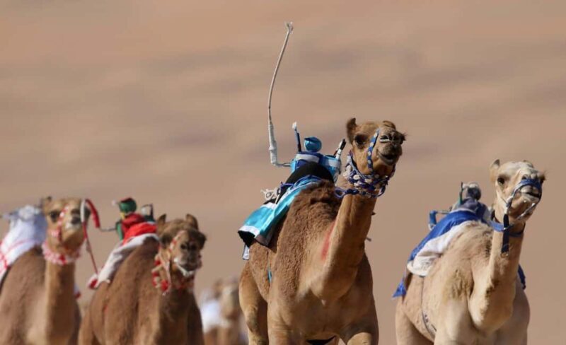 Doha: Camel Race Track and West Coast Private Tour - Key Points