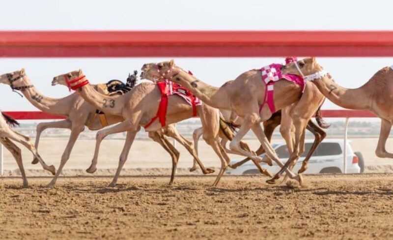Doha: Camel Race Track and West Coast Private Tour - An In-Depth Look at the Tour Experience