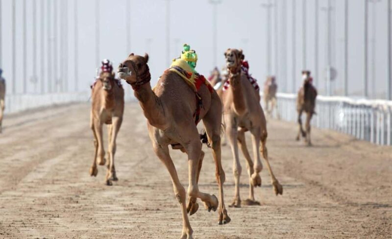 Doha: Camel Race Track and West Coast Private Tour - Who Will Love This Experience