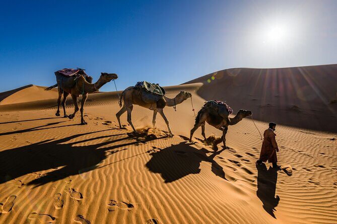 Doha Desert Excursion Dune Bashing Sandboarding Camel Ride - Who Should Book This Tour?