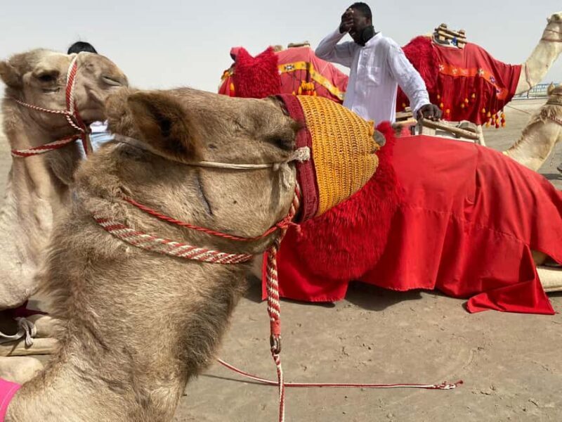 Doha: Desert safari + FREE camel ride from CRUISE TERMINAL - An In-Depth Look at the Doha Desert Safari