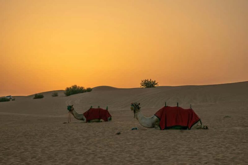 Doha: Full-Day Desert Safari with Lunch/Dinner, Camel Ride - The Complete Experience: What to Expect During Your Desert Safari