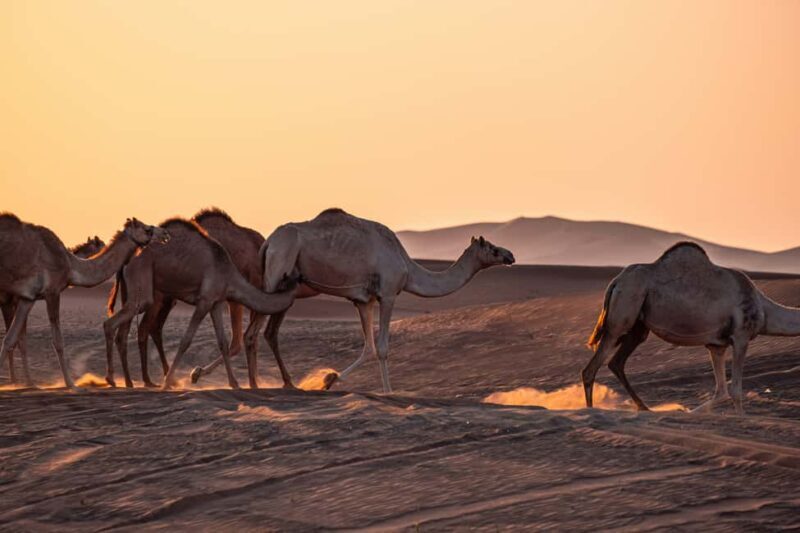 Doha: Half-Day Desert Safari with Camel Ride & Sandboarding - Key Points  