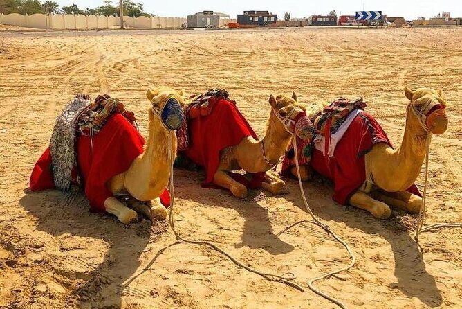 Doha Layover Desert Safari, Camel Ride, Sand Boarding, Inland Sea - The Itinerary: What to Expect During Your 4-Hour Adventure