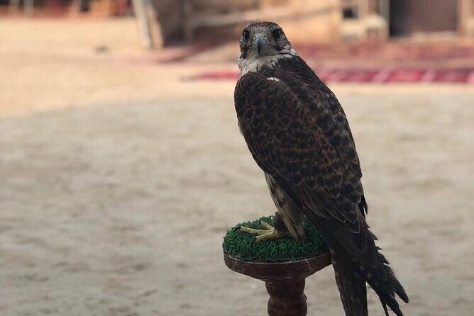 Doha Layover Desert Safari, Camel Ride, Sand Boarding, Inland Sea - The Sum Up: Is This Tour Right for You?