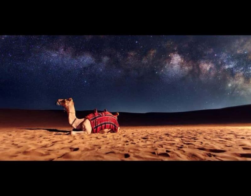 Doha: Night Safari with Dune Bashing and Camel Ride - Practical Details and Value