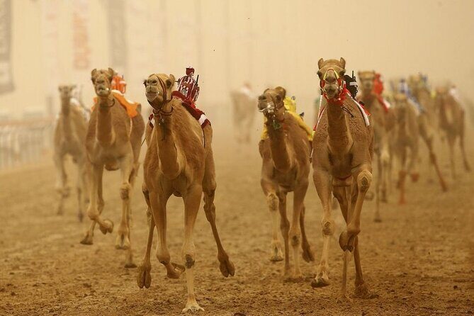 Doha, Qatar: Came Racing Track, Oryx & Sheikh Faisal Museum Tour. - An In-Depth Look at the Tour Experience