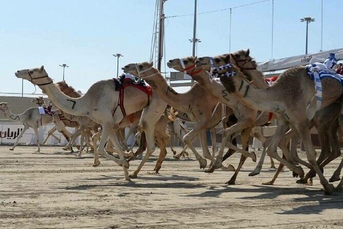 Doha Qatar Camel Race Track visit| West Coast Natural Attractions - Who Should Consider This Tour?