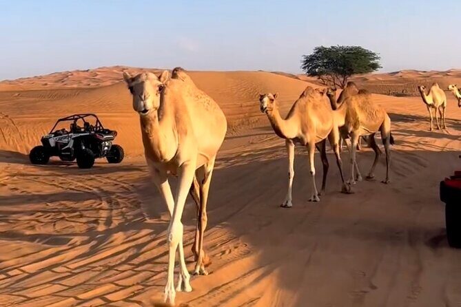 Doha, Qatar: Desert Safari, Inland sea and Camel Ride Adventure. - In-Depth Look at the Itinerary