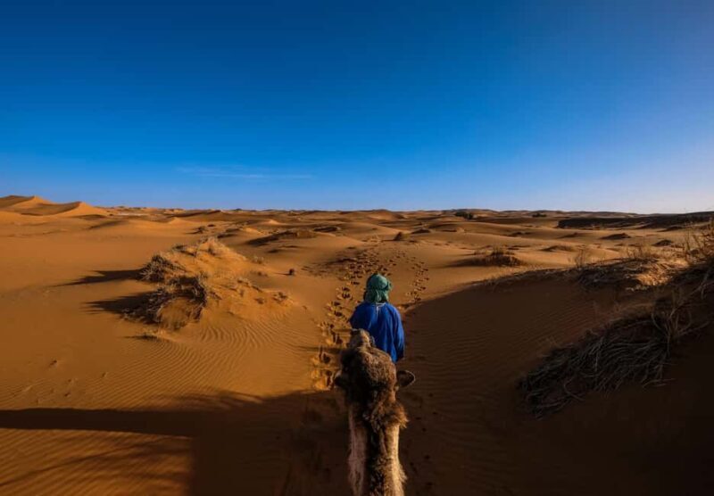 Doha: Quad Bike, Dune Bashing, Camel Ride & Inland Sea Tour - Who Will Enjoy This Tour Most?