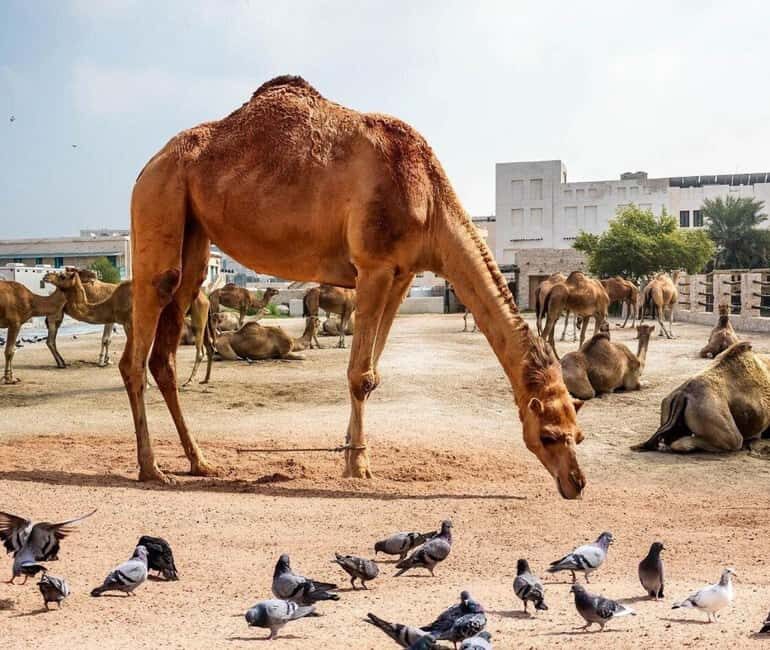 Doha: Souq Waqif Tour & Curated Walk with Guide - Practical Details & Value