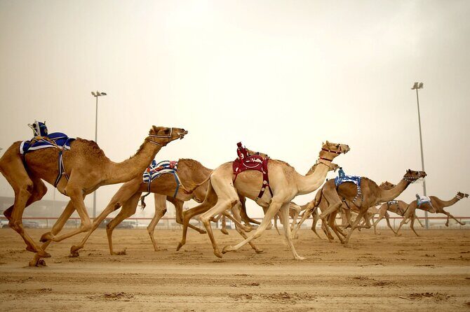 Doha : West Coast Tour on Zekreet Peninsula - Price and Value  