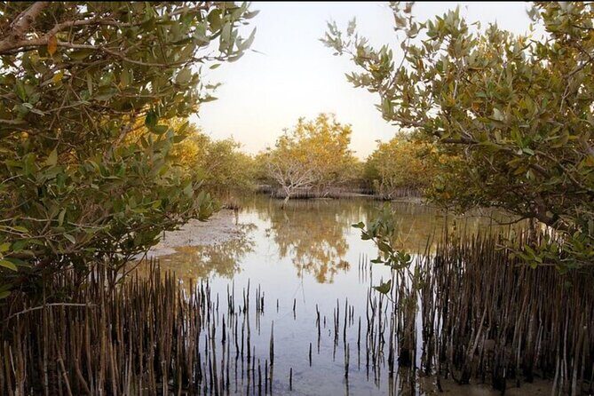 Doha Zubara Fort, Purple Island and Mangrove Exploration - The Sum Up: Who Should Consider This Tour?