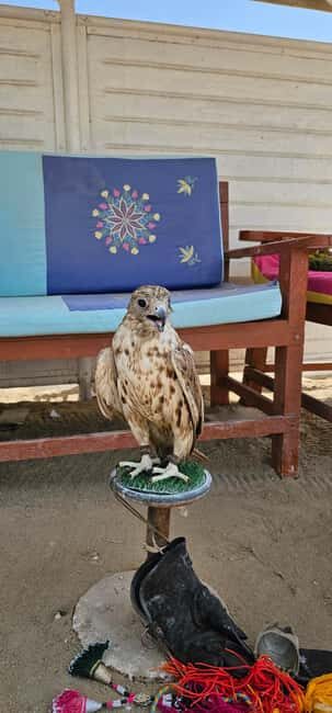 Doha:Private Desert Safari, Falcon, Sandboarding,inland sea - Final Thoughts