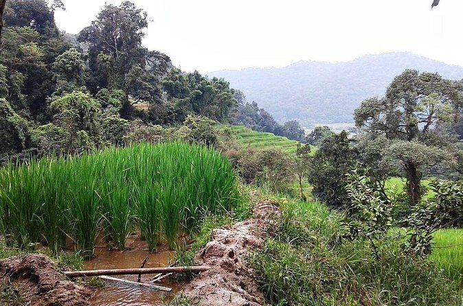 Doi Inthanon at afternoon and Hiking - Final Thoughts: The Authentic Mountain Experience