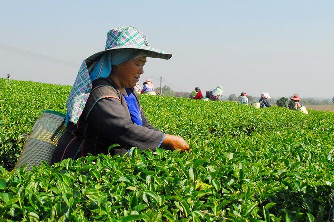 Doi Mae Salong and Mae Sai Explored - Who Should Book This Tour?