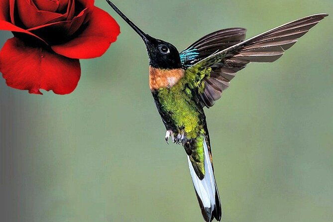 doka-cafe-poas-volcano-and-la-paz-waterfall-garden