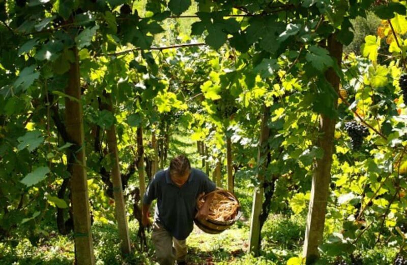 Dolomites Winery Tour and Wine Tasting near Belluno - Summary