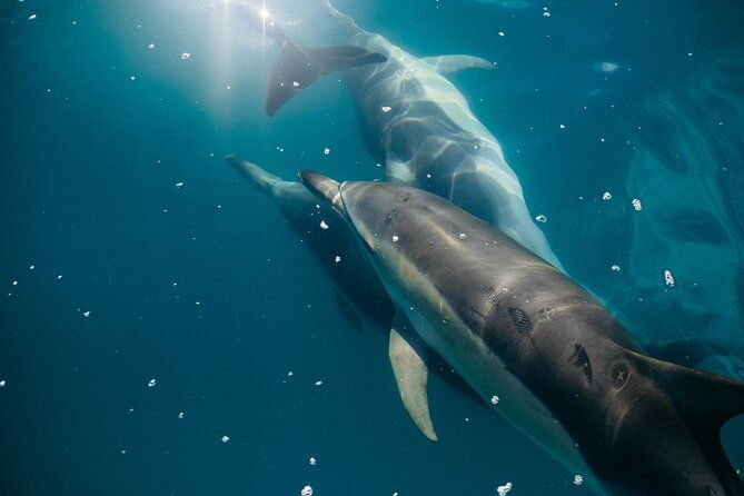 dolphin-adventure-in-sotogrande-with-drink-included