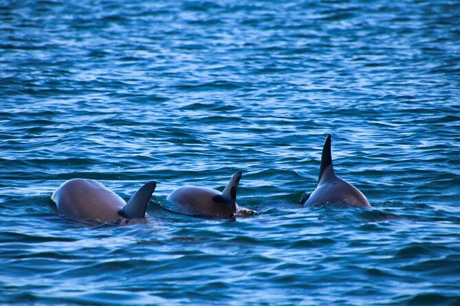 dolphin-adventure-in-sotogrande-with-drink-included