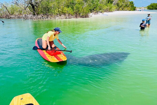 dolphin-and-manatee-adventure-tour-of-fort-myers