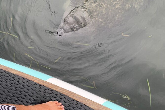 dolphin-and-manatee-adventure-tour-of-naples-with-florida-history