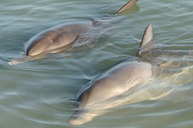 dolphin-and-manatee-clear-kayak-or-paddleboard-island-hop-tour-2