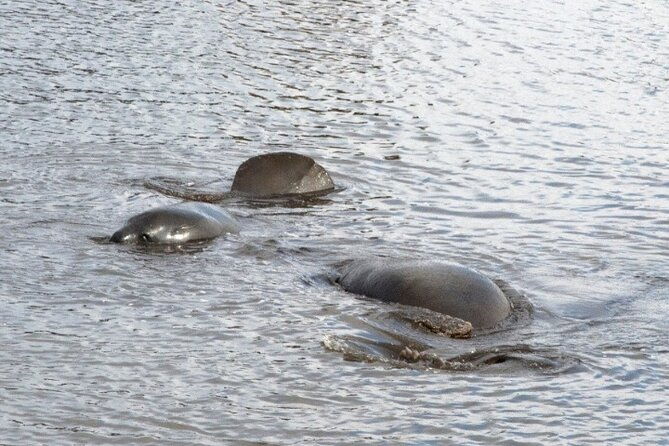 dolphin-and-manatee-clear-kayak-or-paddleboard-island-hop-tour-2