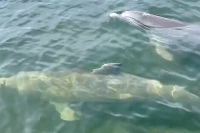Dolphin and Manatee Kayak and SUP Adventure Tour of Cocoa Beach - FAQ