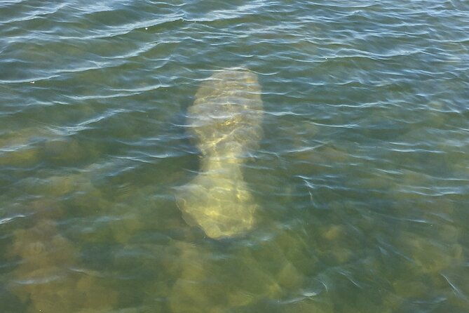 dolphin-and-manatee-river-cruise-melbourne-fl-1030