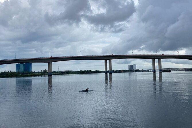 dolphin-and-manatee-stand-up-paddleboard-tour-in-daytona-beach