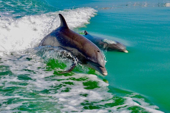 dolphin-and-shelling-cruise-for-up-to-12-people