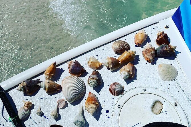 dolphin-and-shelling-cruise-tour-at-fort-myers-beach