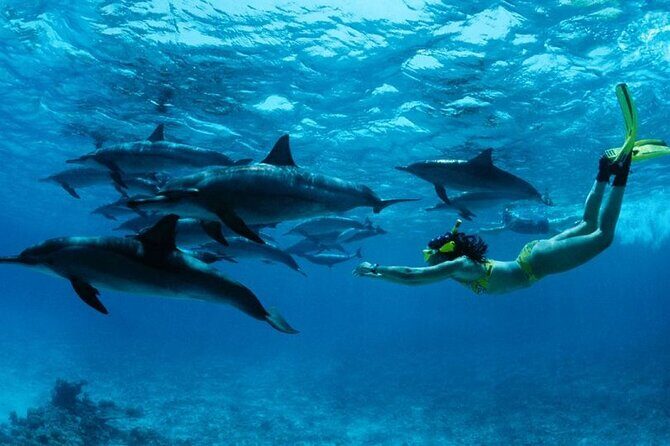 Dolphin and Tumbatu Island Snorkeling Tour with Pickup - FAQ