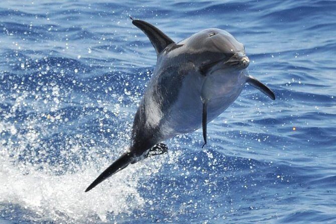 Dolphin and Whale Cruise in Puerto Rico, Gran Canaria - Dolphin and Whale Cruise in Puerto Rico, Gran Canaria