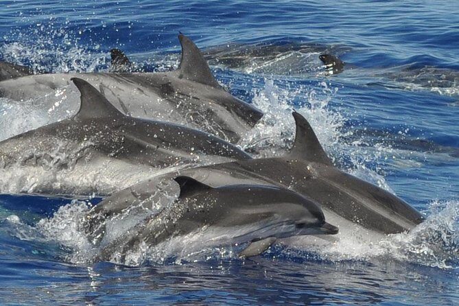 Dolphin and Whale Cruise in Puerto Rico, Gran Canaria - Key Points
