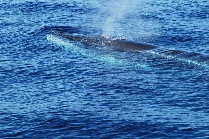 Dolphin and Whale Cruise in Puerto Rico, Gran Canaria - FAQ