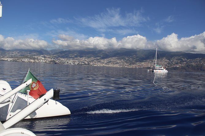 Dolphin and Whale Watching Catamaran Cruise from Funchal - Final Thoughts