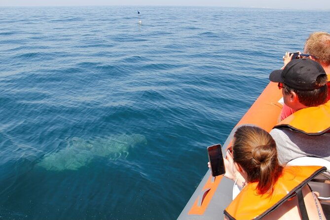dolphin-and-whale-watching-in-lagos
