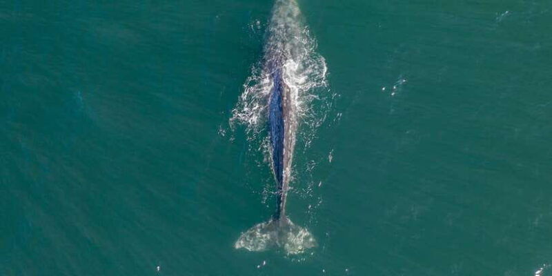 dolphin-and-whale-watching-in-negombo